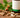 Image de la plante Ashwagandha (format gélules).
